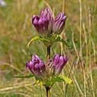 Purpur-Enzian (Gentiana purpurea)