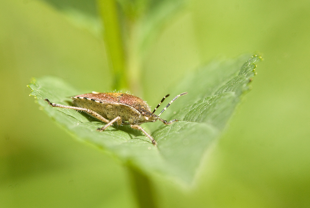 Purpur-Fruchtwanze - Carnocoris purpureipennis