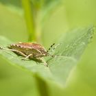 Purpur-Fruchtwanze - Carnocoris purpureipennis