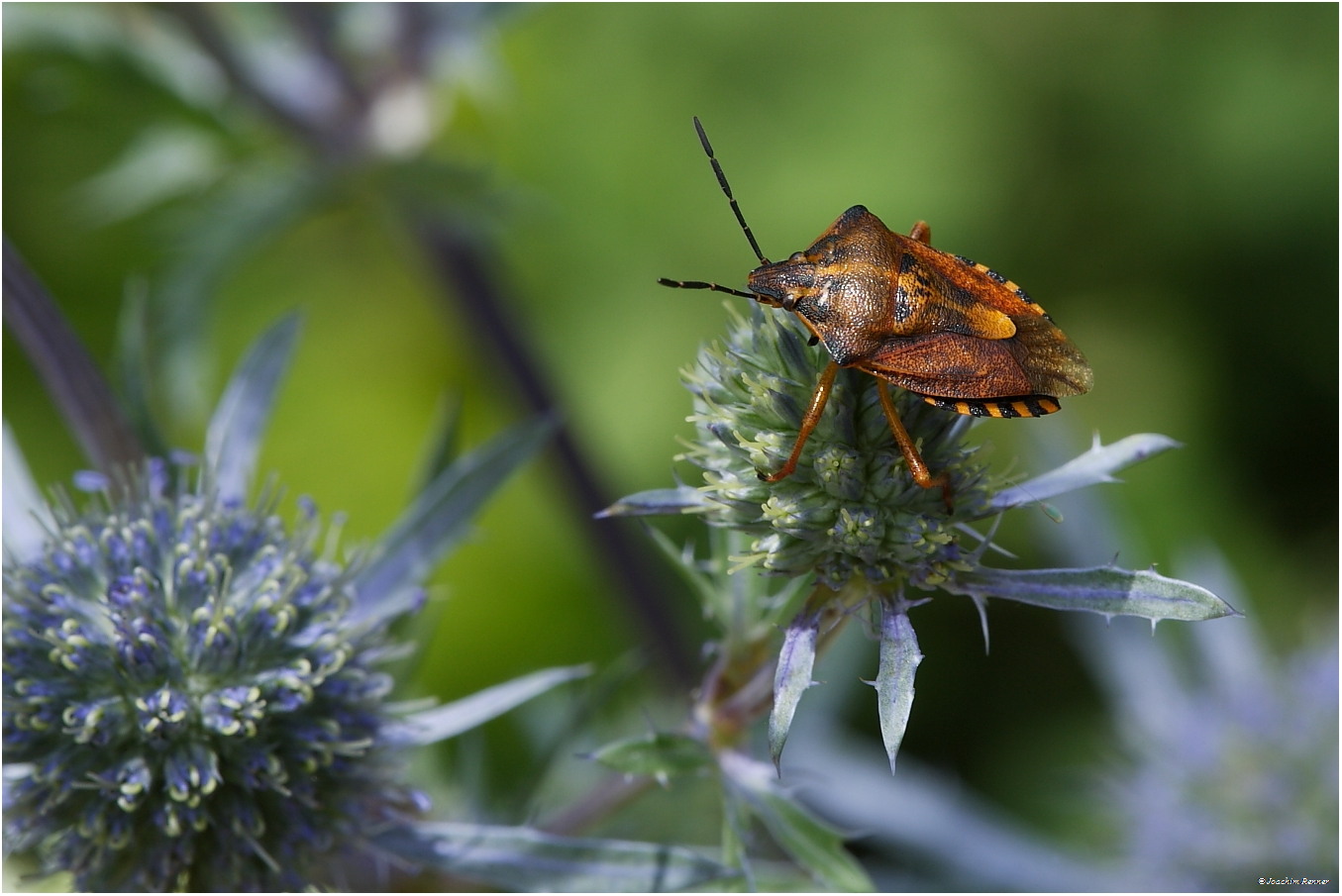 Purpur Fruchtwanze (Carpocoris purpureipennis)