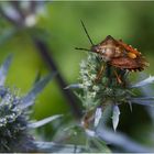 Purpur Fruchtwanze (Carpocoris purpureipennis)