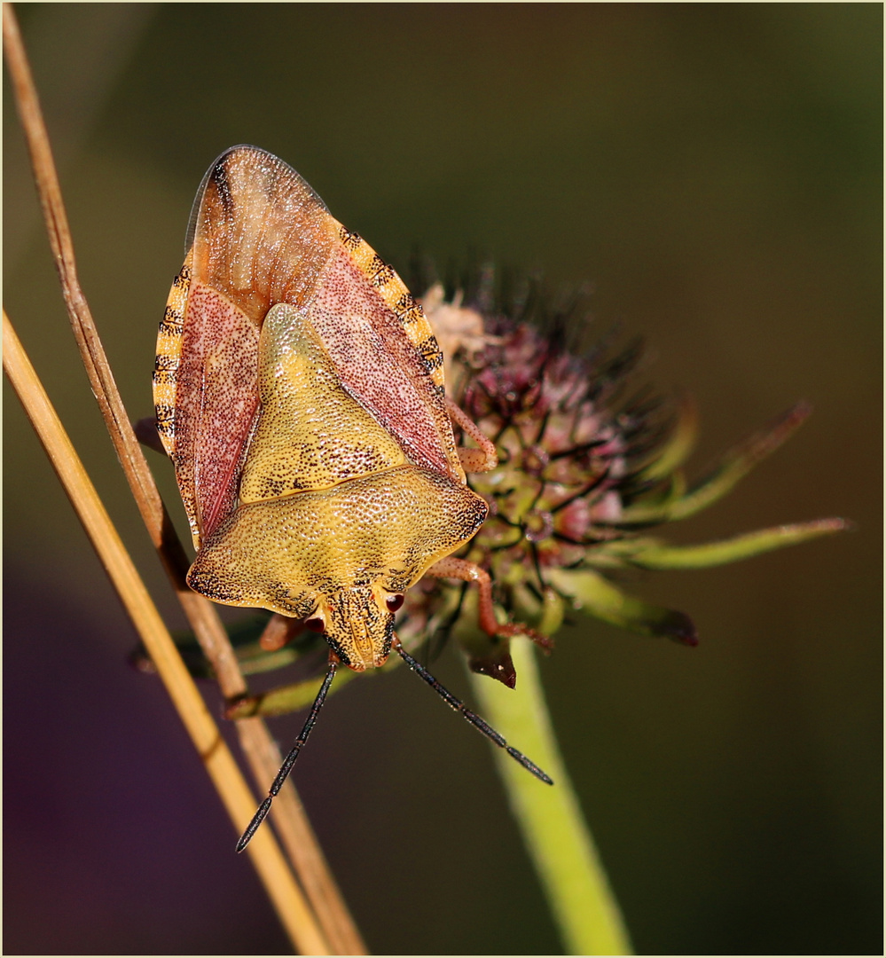 Purpur-Fruchtwanze (Carpocoris purpureipennis).