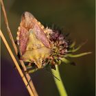 Purpur-Fruchtwanze (Carpocoris purpureipennis).