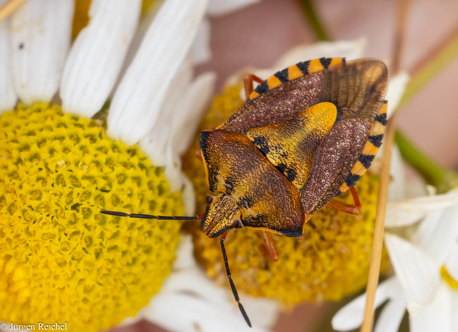 Purpur-Fruchtwanze ( Carpocoris purpureipennis ) 