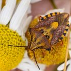 Purpur-Fruchtwanze ( Carpocoris purpureipennis ) 