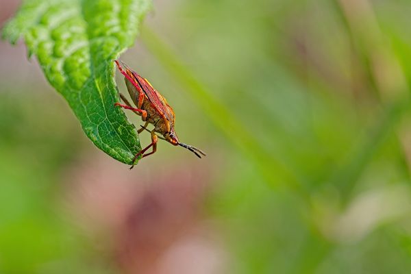 Purpur Fruchtwanze II