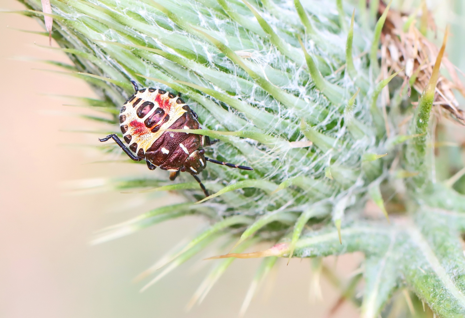 Purpur-Fruchtwanze,Carpocoris purpureipennis,Larve 4