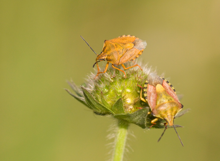 Purpur-Fruchtwanzen - Carnocoris purpureipennis ?