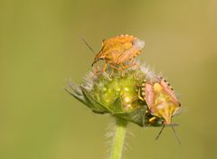 Purpur-Fruchtwanzen - Carnocoris purpureipennis ?