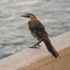 Purpur Grackel - Common Grackle -