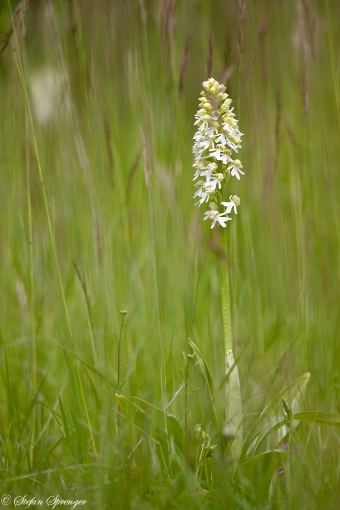 PurPur Knabenkraut 2/10 Albino