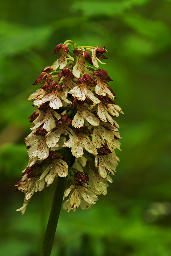 Purpur Knabenkraut