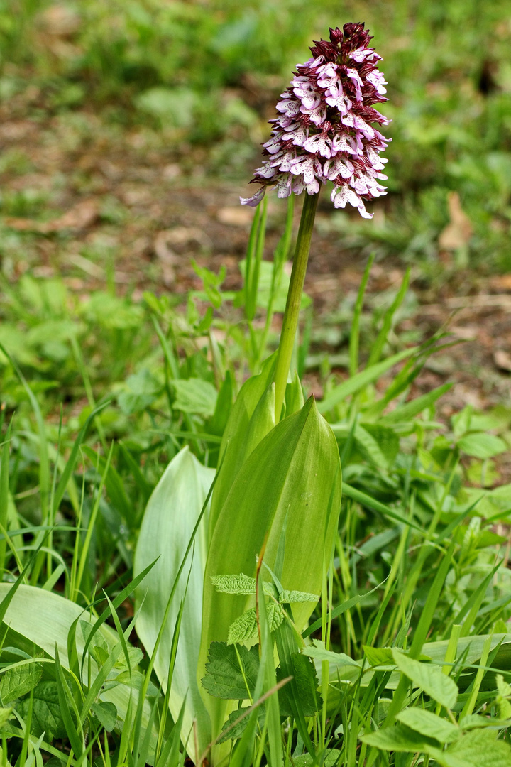 Purpur-Knabenkraut