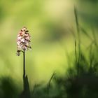 Purpur-Knabenkraut im Morgenlicht