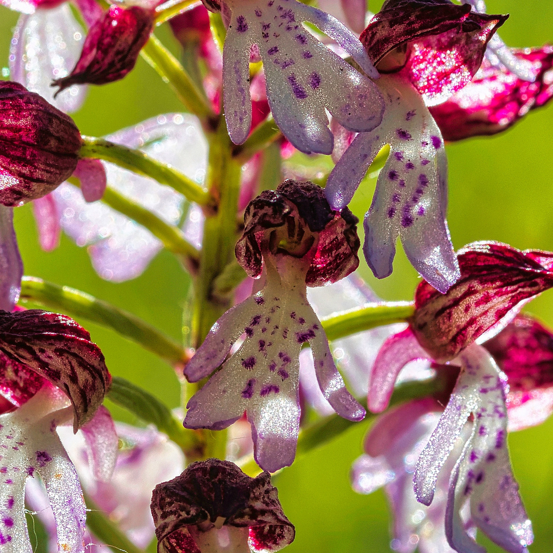 Purpur Knabenkraut Orchidee