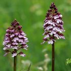 Purpur Knabenkraut Orchideen mit Besucher