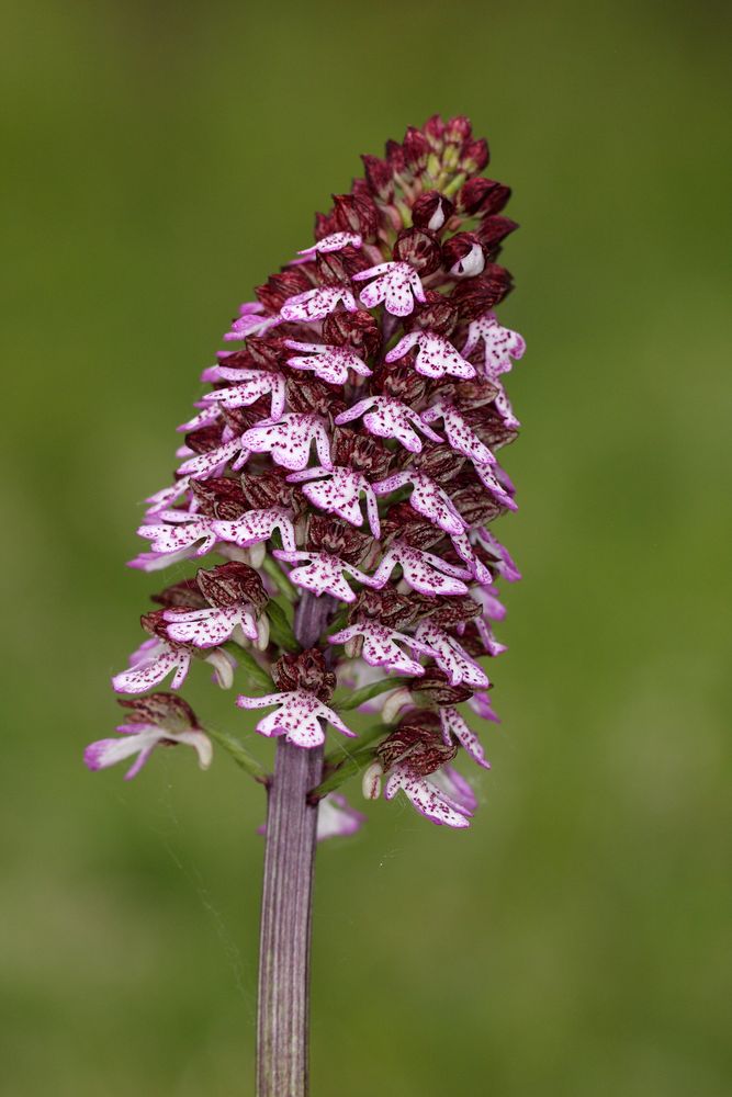 Purpur- Knabenkraut (Orchis purpurea)