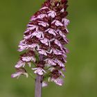 Purpur- Knabenkraut (Orchis purpurea)