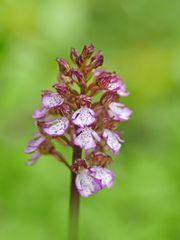 Purpur-Knabenkraut (Orchis purpurea) 