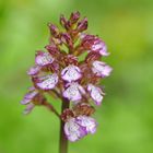 Purpur-Knabenkraut (Orchis purpurea) 