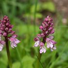 Purpur-Knabenkraut (Orchis purpurea)