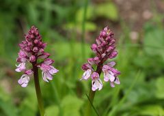 Purpur-Knabenkraut (Orchis purpurea)