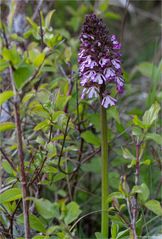 Purpur-Knabenkraut (Orchis purpurea) 19