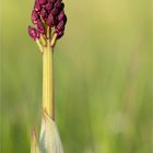 Purpur-Knabenkraut (Orchis purpurea)