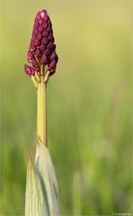 Purpur-Knabenkraut (Orchis purpurea)