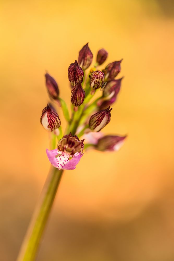 Purpur-Knabenkraut; Orchis purpurea #2