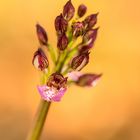 Purpur-Knabenkraut; Orchis purpurea #2