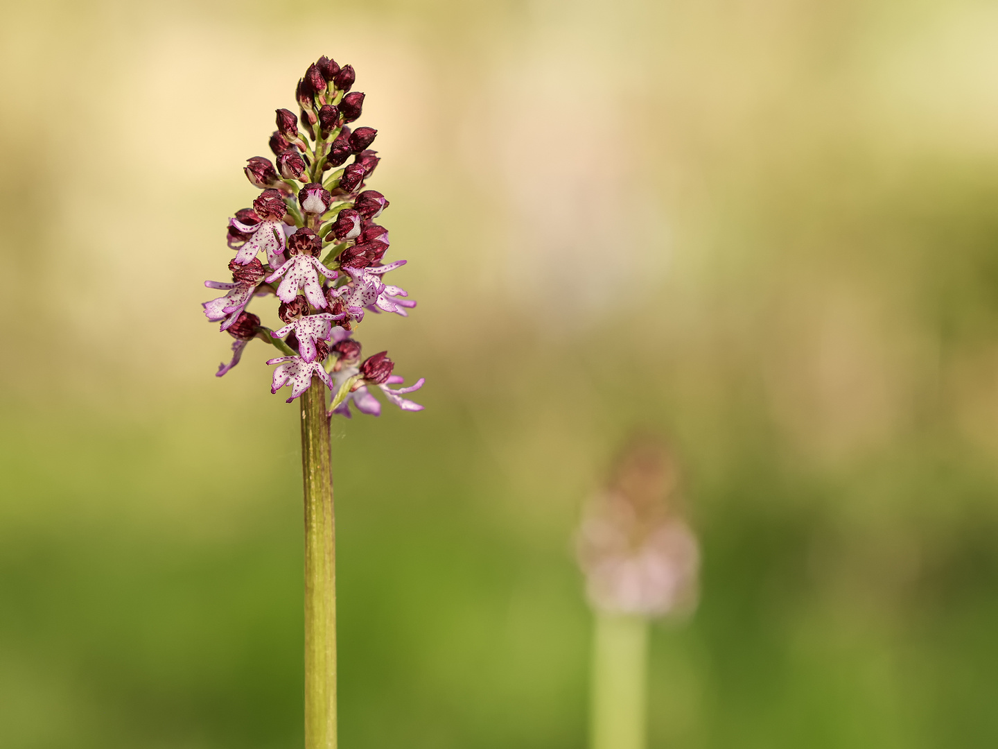 Purpur-Knabenkraut (Orchis purpurea)