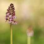 Purpur-Knabenkraut (Orchis purpurea)