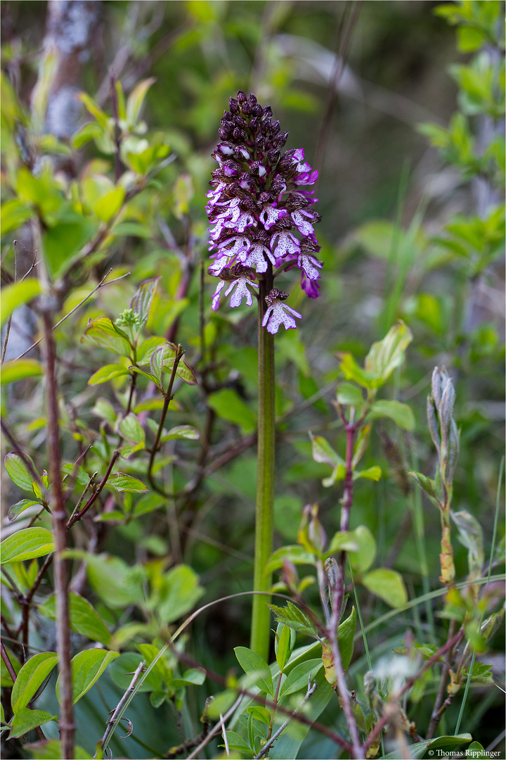 Purpur-Knabenkraut (Orchis purpurea) 22