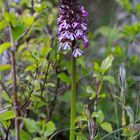 Purpur-Knabenkraut (Orchis purpurea) 22