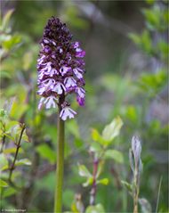 Purpur-Knabenkraut (Orchis purpurea) 24