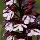 Purpur-Knabenkraut (Orchis purpurea)...