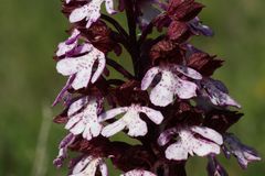 Purpur-Knabenkraut (Orchis purpurea)...