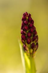 Purpur-Knabenkraut; Orchis purpurea #3