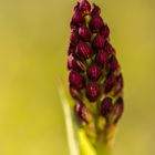 Purpur-Knabenkraut; Orchis purpurea #3