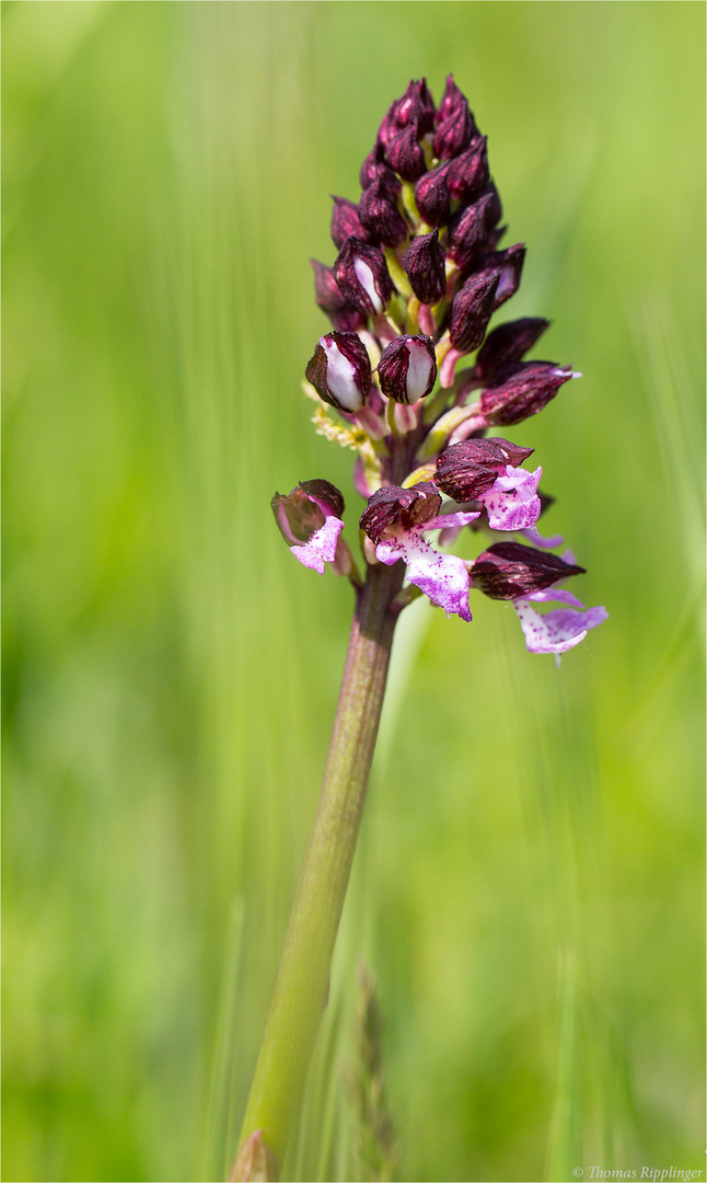 Purpur-Knabenkraut (Orchis purpurea) .....