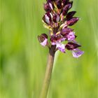 Purpur-Knabenkraut (Orchis purpurea) .....