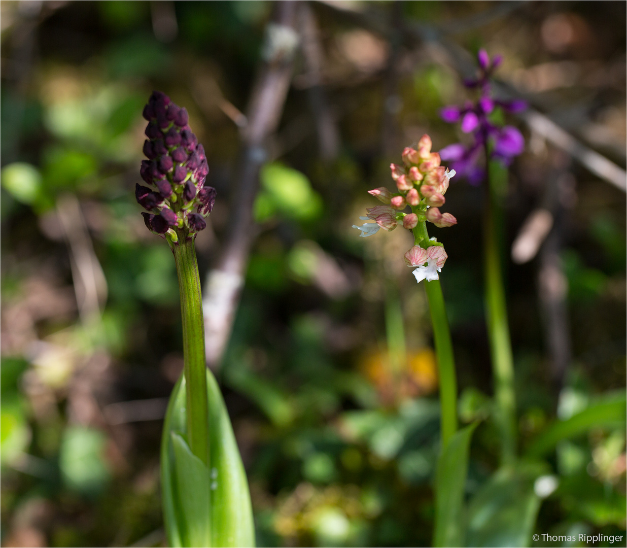 Purpur-Knabenkraut (Orchis purpurea) .