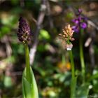 Purpur-Knabenkraut (Orchis purpurea) .