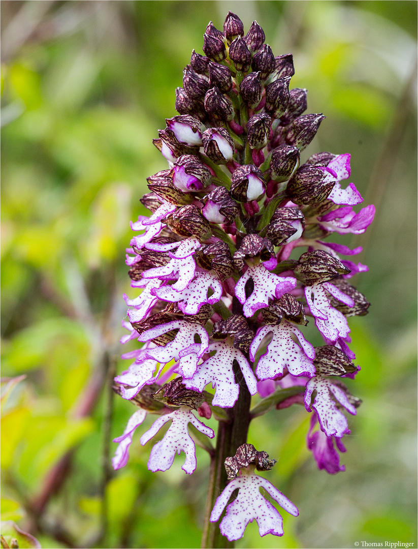 Purpur-Knabenkraut (Orchis purpurea) 35