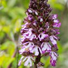 Purpur-Knabenkraut (Orchis purpurea) 35