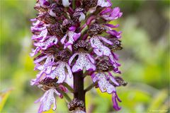 Purpur-Knabenkraut (Orchis purpurea) 36