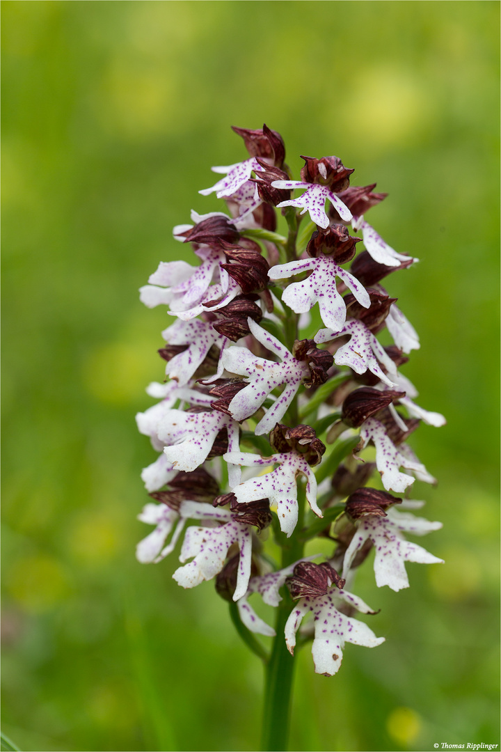 Purpur-Knabenkraut (Orchis purpurea)