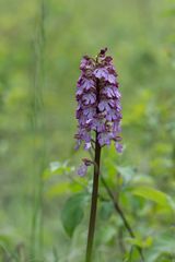 Purpur-Knabenkraut (Orchis purpurea)