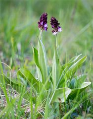 Purpur-Knabenkraut (Orchis purpurea)